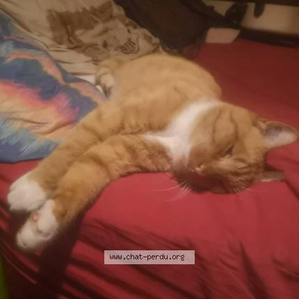 Photo 1/1 Yukka Chat lost in Entre loqueffret et carhaix