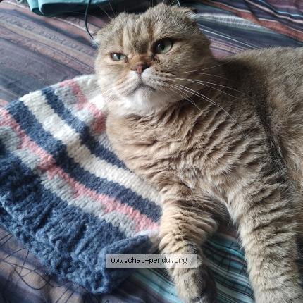 Photo 1/1 Briséis Chat lost in Saint just saint rambert