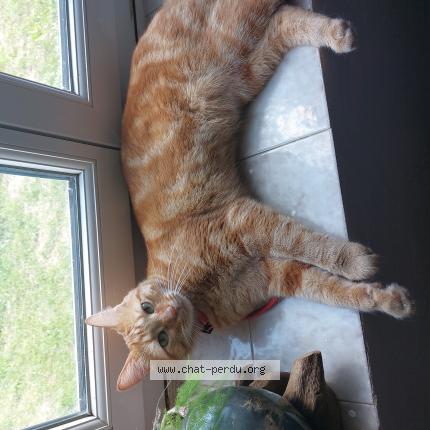 Photo 1/1 Moopa Chat lost in Luzillat