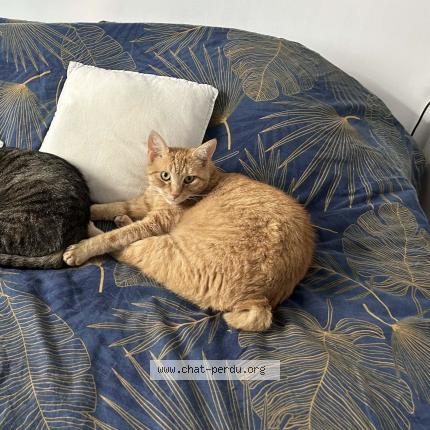 Photo 1/1 Roucky Chat lost in Montlucon