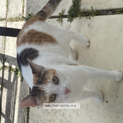 Photo 1/1 Gimli Chat lost in Saint nauphary