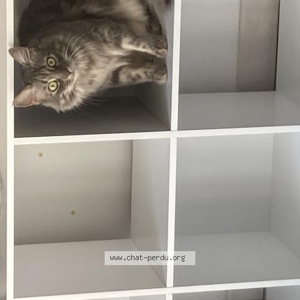 Photo 1/1 Bicha Chat lost in Saint martin de seignanx