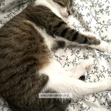 Photo 1/1 Dina Chat lost in Besancon