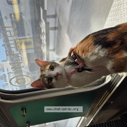 Photo 1/1 Harmonie Chat lost in Mouvaux