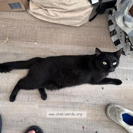 Foto 1/1 Kat teruggevonden Vermist in Anderlecht