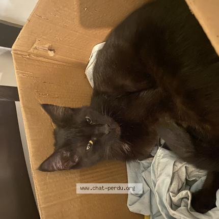 Photo 1/1 Found cat Found in Tourcoing