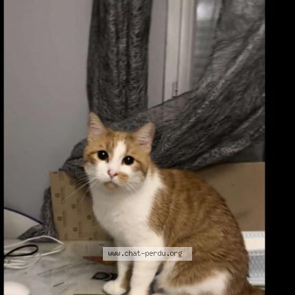 Photo 1/1 Maiko Chat lost in Faverges de la tour