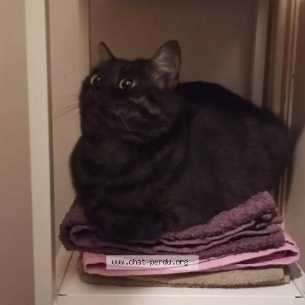 Photo 1/1 Calci Chat lost in Bruxelles