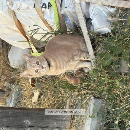 Photo 1/1 Sousou Chat lost in Gap