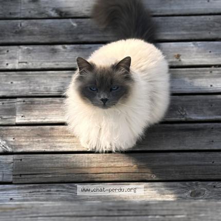 Photo 1/1 Rabbie Chat lost in Pau