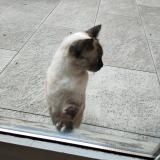 Picture of cat found at Paris Cedex 11