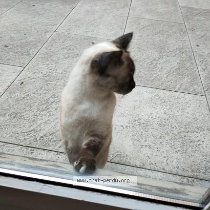 Photo 1/1 Found cat Found in Paris cedex 11