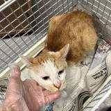 Picture of cat found at Roubaix