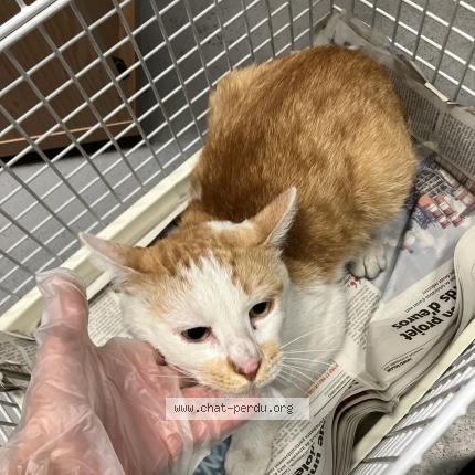 Photo 1/1 Found cat Found in Roubaix