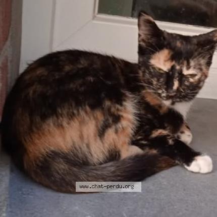 Photo 1/1 Théa Chat lost in Socx