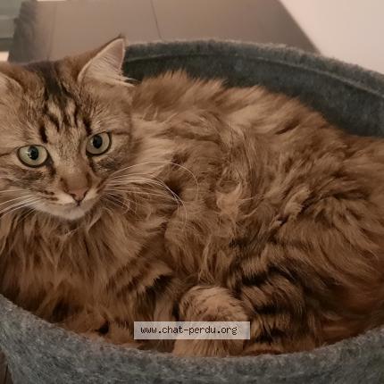 Photo 1/1 Mina Chat lost in Evires