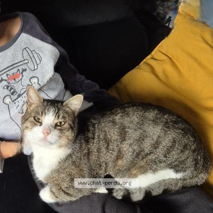 Photo 1/1 Woody Chat lost in Serrieres de briord