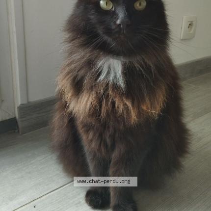 Photo 1/1 Cookie Chat lost in Marquette en ostrevant france