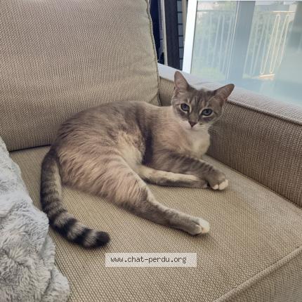 Photo 1/1 Azrael Chat lost in Schiltigheim