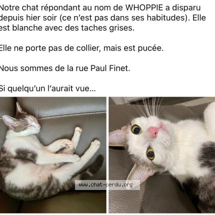 Photo 1/1 Whoppie Chat lost in Goutroux