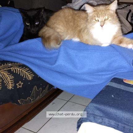 Photo 1/1 Fripouille Chat lost in La marne