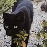 Picture of cat lost at Tregunc