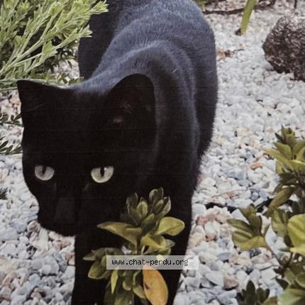 Photo 1/1 Ziggy Chat lost in Tregunc