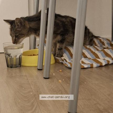 Photo 1/1 Minette Chat lost in Francheville le haut