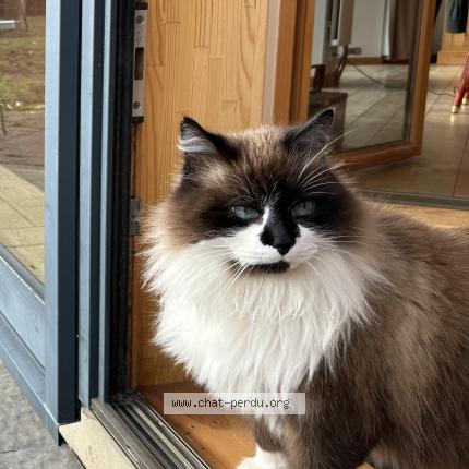 Photo 1/1 Lulu Chat lost in Esteville