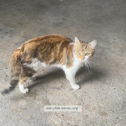 Photo 1/1 Found cat Found in Margny les compiegne