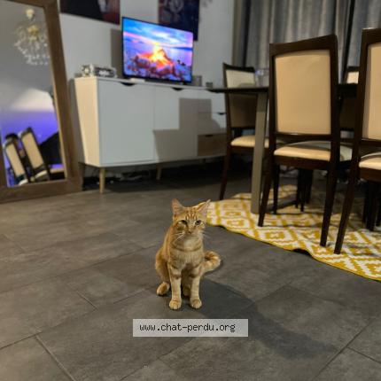 Photo 1/1 Coquillages Chat lost in Marly jonction 1723