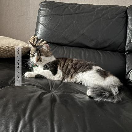 Photo 1/1 Alvin Chat lost in Hourtin