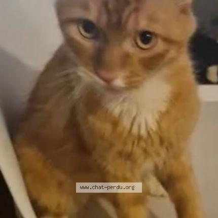 Photo 1/1 Rouxroux Chat lost in Villeneuve tolosane