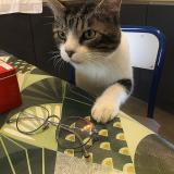 Picture of cat lost at Ussac