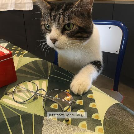 Photo 1/1 Jaïr Chat lost in Ussac