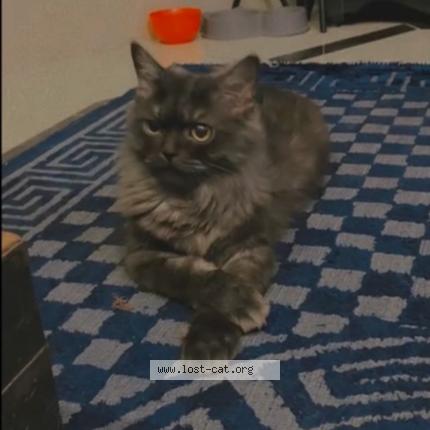 Photo 1/1 Meenu Chat lost in Multan