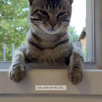 Photo 1/1 Lex Chat lost in Saint denis