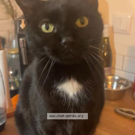 Photo 1/1 mystick Chat lost in Valence