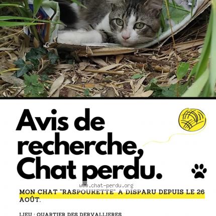 Photo 1/1 Razpoukette Chat lost in Nantes