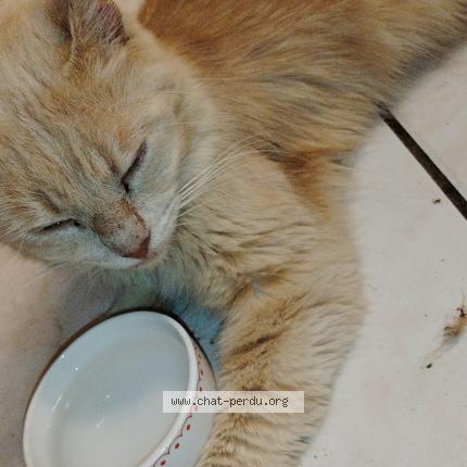 Photo 1/1 Loulou Chat lost in Calonne ricouart