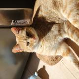 Picture of cat lost at Belleherbe