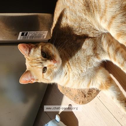 Photo 1/1 Sleepy Chat lost in Belleherbe