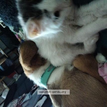 Photo 1/1 Blue Chat lost in Allaire