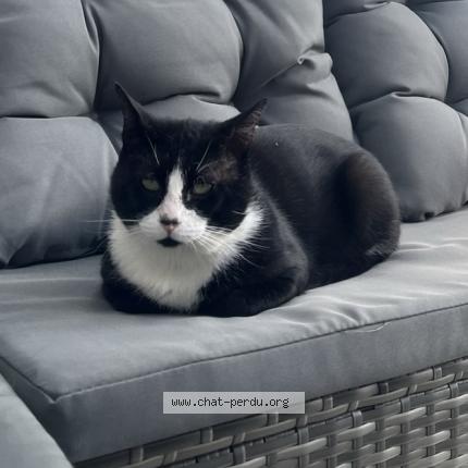 Photo 1/1 Kiri Chat lost in Montbrun lauragais