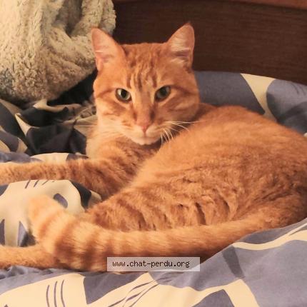 Photo 1/1 Kourou Chat lost in Bordeaux