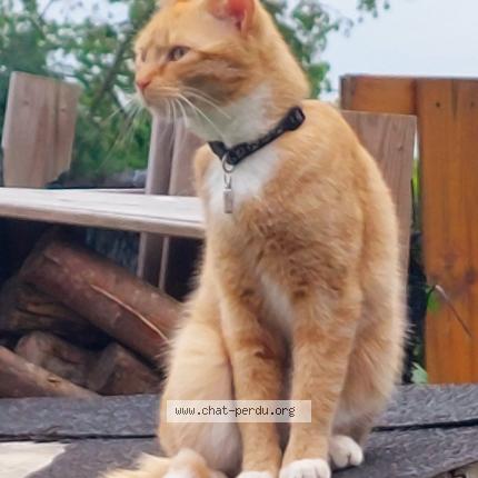 Foto 1/1 Kat teruggevonden Vermist in Genval Rixensart