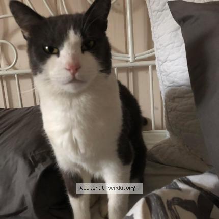 Photo 1/2 Poekie Chat lost in Levignac de guyenne