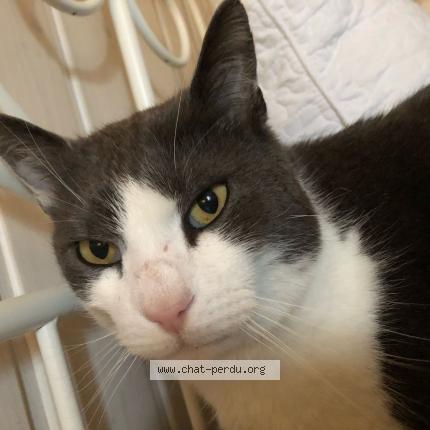 Photo 2/2 Poekie Chat lost in Levignac de guyenne