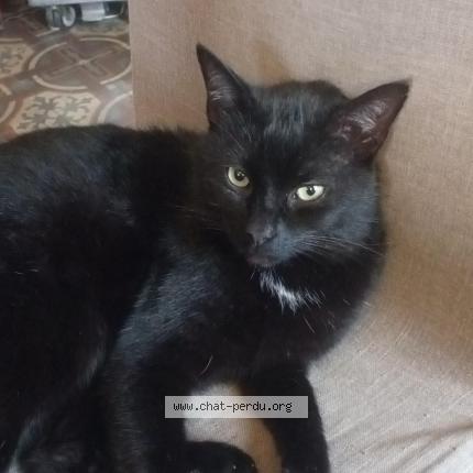 Photo 1/1 Zola Chat lost in Bierges