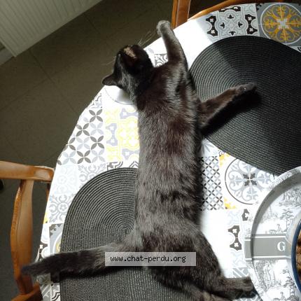 Photo 1/1 Popite Chat lost in Le crotoy